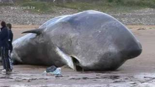 SPERM WHALE AT REDCAR   Filmed By Craig Hornby 2011 [upl. by Chessy97]