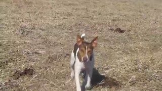 Rat Terriers out in the field hunting [upl. by Tewfik]