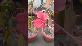 New flowering plant 🪴 nature flowers trending garden terracegraden terrace plants [upl. by Eimar]