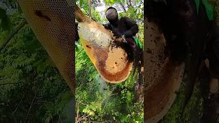 Pure Nature Wild Honey Tree Bee Yummy ASMR Honeycombs Shorts 210 short bee nature treebee asmr [upl. by Oznecniv]