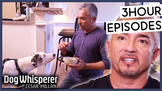 Dog Whisperer 3 Hour Full Episode Marathon Season 9  Dog Whisperer With Cesar Millan [upl. by Araik]