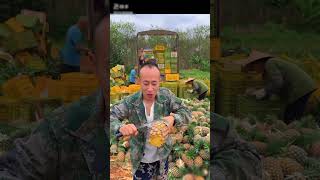 China i pineapple is farming food [upl. by Ahcim596]