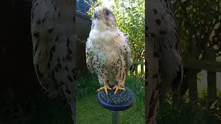 GYRSAKER FALCON [upl. by Carly]