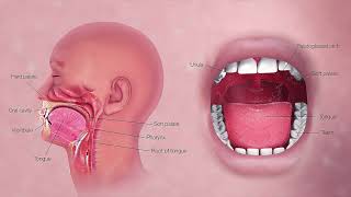 PALATE  FIX HIGH ARCHED PALATE  HAVE WIDER PALATE  MORPHIC FIELD [upl. by Enrika]