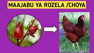 MAAJABU YA ROZELA KWA KUKU USINUNUE TENA DAWA ZA KUKU chickenufugajikingofarm [upl. by Alberik840]