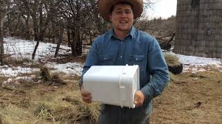 Natural Dewormer Experiment for Sheep  Kansas Ranch [upl. by Ahgem374]