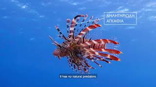 RELIONMEDLife Lionfish – the undersea invader [upl. by Oratnek]