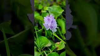 কচুরিপানা water hyacinths বৈজ্ঞানিক নামEichhornia বর্তমান নাম Pontederia। [upl. by Elman282]