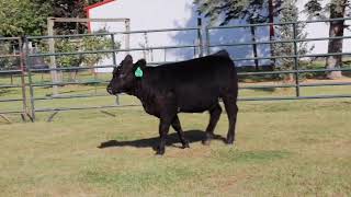 Lot 7 The Right Kind Female Sale 2024 Brandt Brothers Beef and Show Cattle [upl. by Ahsekat]