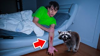 A Vicious Raccoon ATTACKED Me In The Middle Of The Night [upl. by Gord]