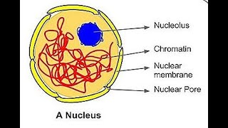 interphase nucleus Cytology [upl. by Koressa]