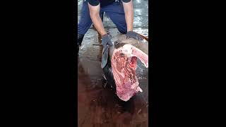 Superb Bluefin Tuna Cutting [upl. by Matrona]