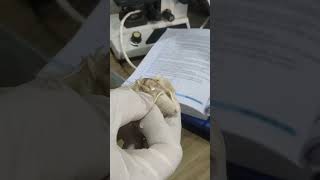 Rat Dissection in Science Lab [upl. by Reisch]