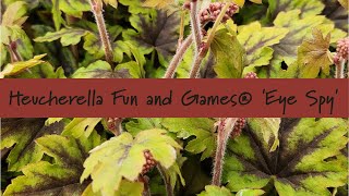 Heucherella Fun and Games® Eye Spy at Prides Corner Farms [upl. by Deborath]