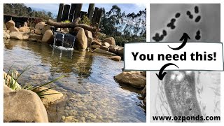 Beneficial bacteria for ponds Do you need it [upl. by Eisor]