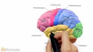 Overview of the Central Nervous System CNS [upl. by Yddet]