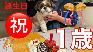 【シーズー犬】マロン１歳誕生日！！ハンバーグプレートとケーキを初めて食べました☆ [upl. by Janeczka]