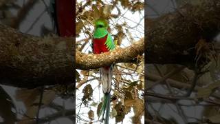 Resplendent Quetzal The sacred Bird of Central América quetzal calypturaexpeditions [upl. by Anaiad]