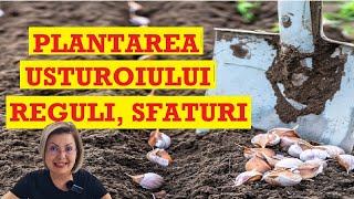 Plantarea usturoiului toamna Câteva secrete pentru o recoltă bogată🧄🧄🧄 [upl. by Hardie714]