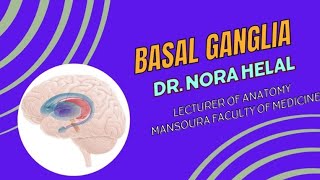 Anatomy of Basal Ganglia [upl. by Aitenev19]