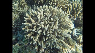 Snorkeling in Madagascar [upl. by Llehsal554]