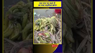 Chhath Ghar Par Saanp 💥 chhathpuja Snake Hydrophis khansir [upl. by Aniar]