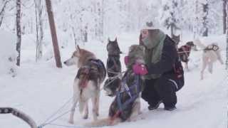 Husky sleigh rides in Levi mountain resort in Lapland  safari with huskies in Finland [upl. by Chuck]