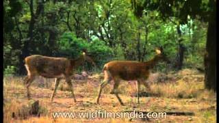 Almost extinct  Barasingha or swamp deer in Kanha Park [upl. by Jammin]