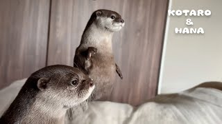 カワウソが呼んでるのでバルコニーを見たら・・かわいい訪問者がいた！ Otters Find A Cute Visitor on the Balcony [upl. by Robson]