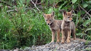 Adorable Coyote Pups  A Heartwarming Story of Survival [upl. by Elleryt]