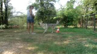 Addestramento cani  apprendimento sociale per imitazione  Happy Dog School [upl. by Randi422]