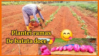 Temporada de chuva ⛈️🌧época de plantar batata doce 🍠 [upl. by Adnirak727]