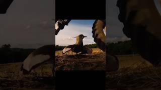 lapwing selatan [upl. by Sundstrom]