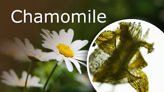 Chamomile Matricaria Chamomilla Under a Microscope Yellow Disk Floret and White Ray Floret [upl. by Riplex]