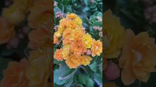 Garden kalanchoe blooming so beautiful shortvideo floweringplant gardenflower flower succulent [upl. by Leanora]