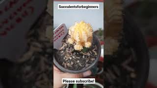 Yellow Moon Cactus  Gymnocalycium Mihanovichii [upl. by Airtal]