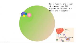 Ch6 Mannose 6phosphate and KDEL signals [upl. by Niko]