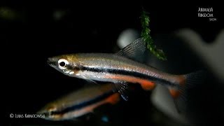 Golden Pencilfish Nannostomus beckfordi  Animalia Kingdom Show [upl. by Niles]