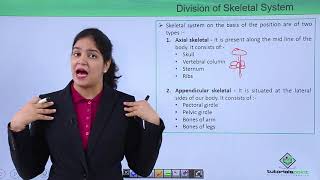 Class10th – Division of skeletal system  Locomotion and Movement Hindi  Tutorials Point [upl. by Modestine]