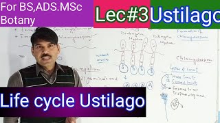 life cycle of ustilago2 [upl. by Chlo]