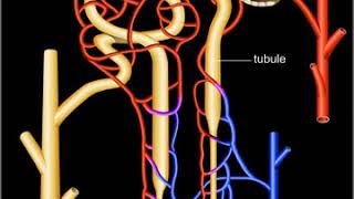 Néphron système de filtration rénale [upl. by Nivlek]