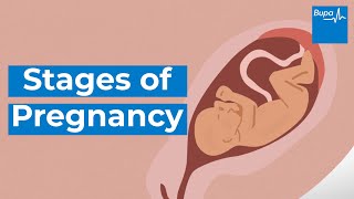 How your baby develops  Stages of pregnancy  Bupa Health [upl. by Rissa153]