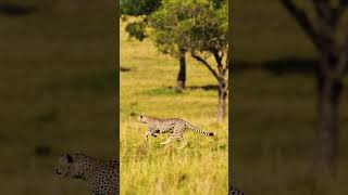 Best cheetah safari in India  Kuno Forest Retreat  kuno national park cheetah safari [upl. by Haiasi]