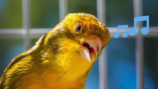 Canary singing  Most spectacular HD video training for chicks [upl. by Akinert659]