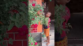 Rose flower  Gulab ke ped nature farming first myfirstvlog garden youtubevloggers vlog [upl. by Davey858]