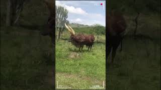 ⭕ANKOLE WATUSI CATTLE ✅ Biggest Bulls And Cow cows bulls ankole [upl. by Acinoj]