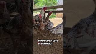 Visita do Sr Gilmar Barbosa Palmas Tocantins índiogigante ovosferteis aves ovos ovosfertilizado [upl. by Amoritta911]