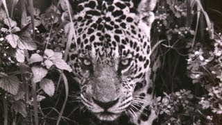 Brésil le célèbre photographe Sebastiao Salgado présente quotGenesisquot [upl. by Yeknarf]