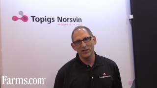 Topigs Norsvin introduces the TN70 top performing sow [upl. by Relluf]