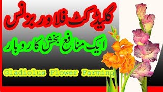 Gladiolus Flower Farming in PakistanHow to Collect Seeds of GladiolusGrow Kenyan Gladiolus [upl. by Akimit]